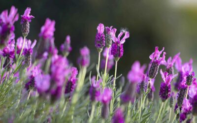 Why Is Lavender Essential Oil So Popular?