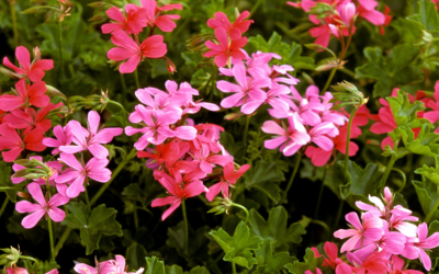 Geranium Essential Oil