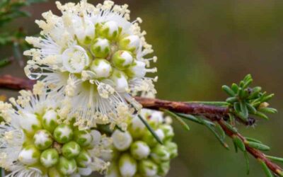 Kunzea Essential Oil ; The Ultimate Guide