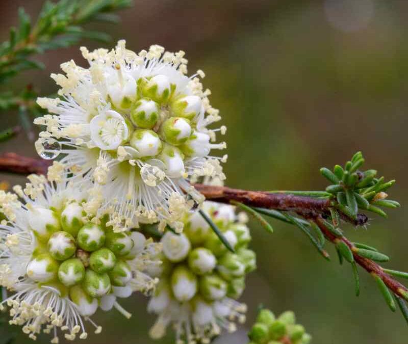 Kunzea essential oil