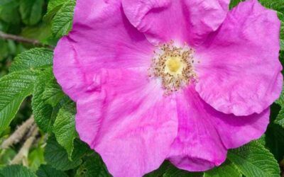 Rock Rose Essential Oil