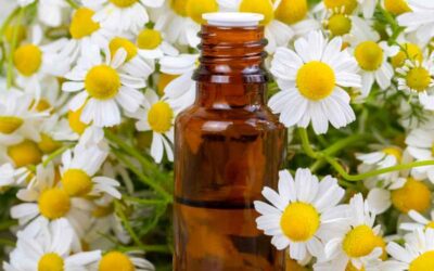 Roman Chamomile Essential Oil