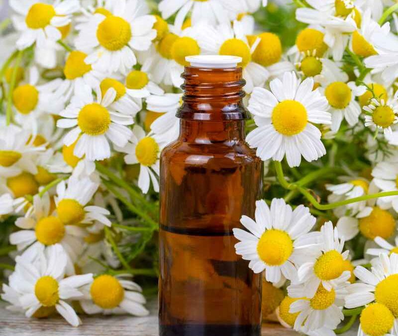 Roman Chamomile Essential Oil