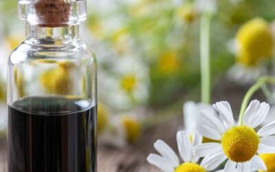 German Chamomile Essential Oil