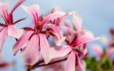 Rose Geranium Hydrosol