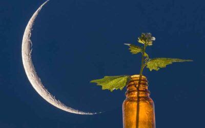 Essential Oils For A Waxing Moon