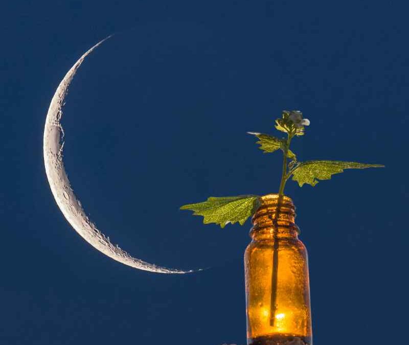 Essential Oils For A Waxing Moon