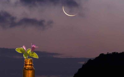 Essential Oils For A Waning Moon