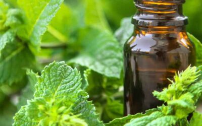 Holy Basil Essential Oil