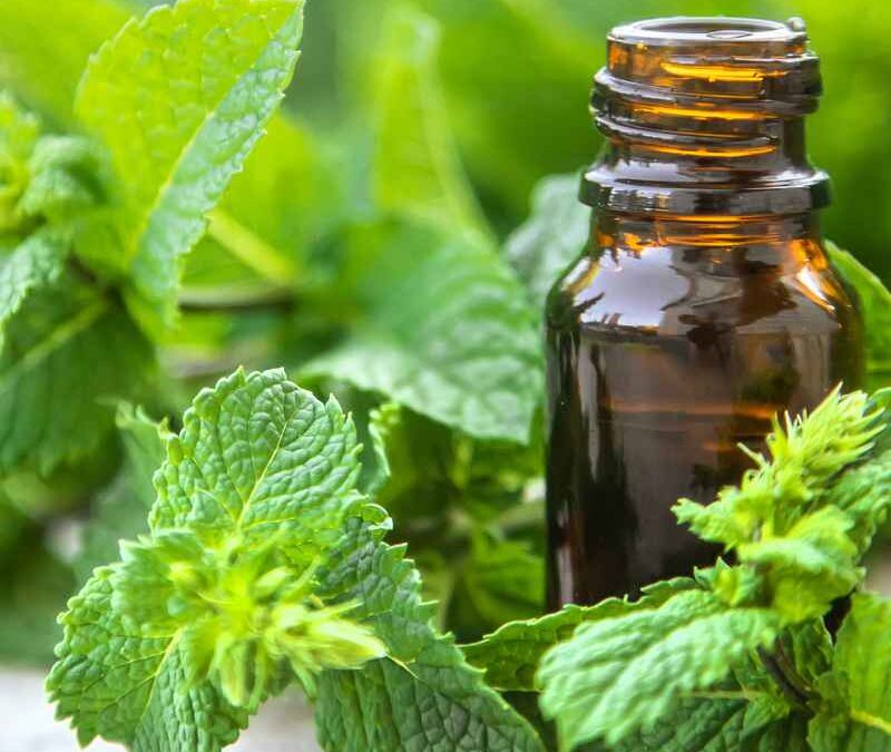 Holy Basil Essential Oil