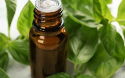 Basil Essential Oil