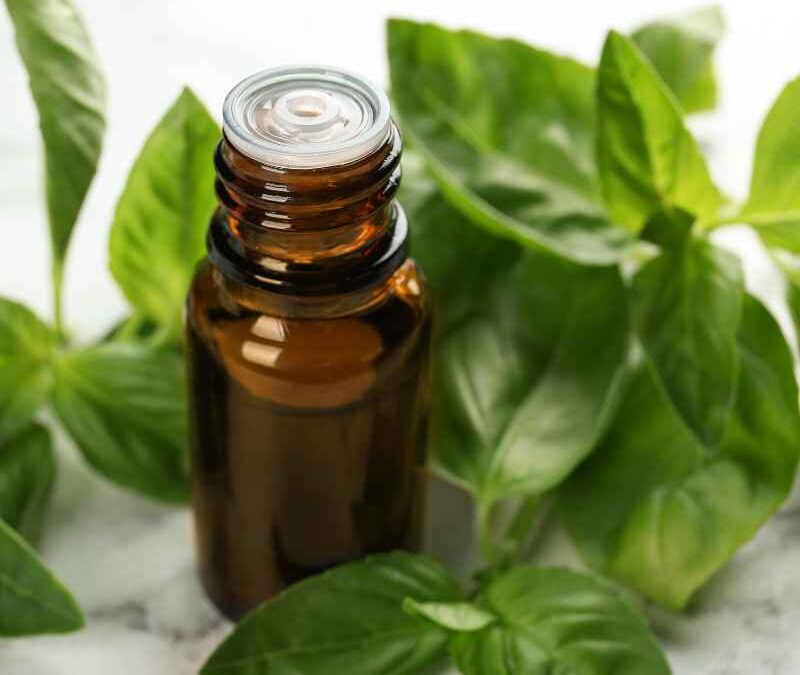 Basil Essential Oil